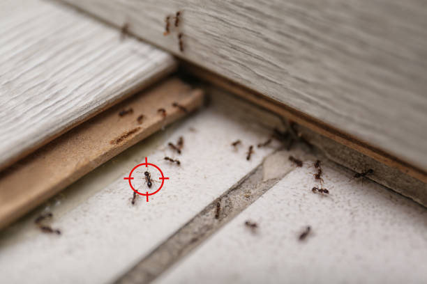Best Wasp Removal Services  in Martinsvle, IL