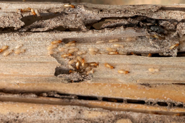 Best Cockroach Control Services  in Martinsvle, IL