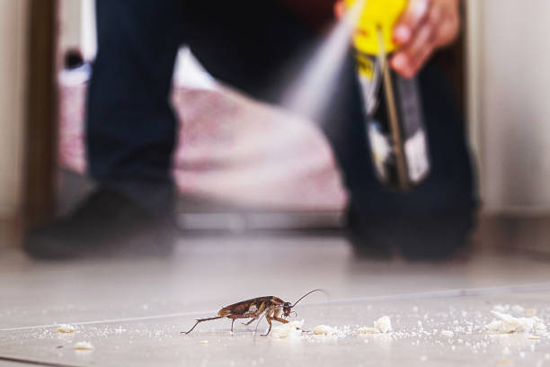 Best Rodent Control Near Me  in Martinsvle, IL